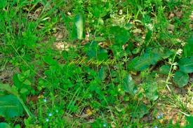 Image result for Galium ossirwaense