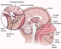 182529 1 Gif 432 347 How To Grow Taller Pituitary Gland Gland