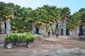 Image result for Washingtonia robusta