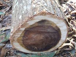 Image result for Acacia auriculiformis