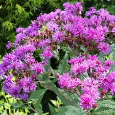 Image result for Vernonia hirsuta