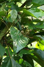 Image result for Hernandiaceae