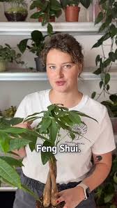 Image result for pachira obrázek