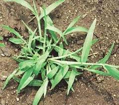 Maybe you would like to learn more about one of these? Annual Grassy Weeds Identification And Control