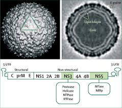 Daher und nicht zuletzt wegen ihres tagaktiven, angriffslustigen stechverhaltens ist einer dauerhaften etablierung entgegenzuwirken. West Nile Virus The Lancet Neurology