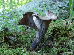 Image result for Craterellus fallax