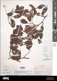 Image result for Rhoicissus revoilii