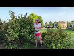 Amber jubilee ninebark companion plants. Amber Jubilee Youtube