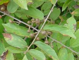 Image result for Grewia flavescens