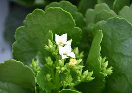 In late spring or summer, small flowers appear that have an amazing smell of cinnamon and are reminiscent of daisies in terms of structure and color — white, pink, yellow and green. Greasy Plant White Flowers Green Free Photo On Pixabay