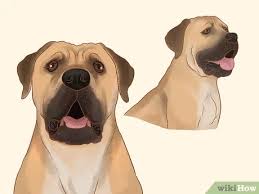 What is the difference between boerboel and rottweiler? 3 Ways To Identify A Boerboel Wikihow Pet
