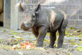 Zoologischer garten in berlin charlottenburg, berlin, strasse: Das Kleine Nashorn Und Die Grosse Welt Zoo Berlin