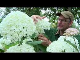 Hortensien Der Kurs Sorten Pflege Dungen Schnitt Teil 2 Hortensiengruppen Und Sorten Part A Youtube Hortensien Hortensien Pflege Garten