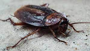 This helps explain why many in the group have evolved nifty ways to avoid being eaten. 7 Bugs That Look Like Cockroaches How To Tell The Difference 2021