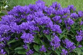 Campanula Glomerata Freya Flower Landscape Campanula Plants