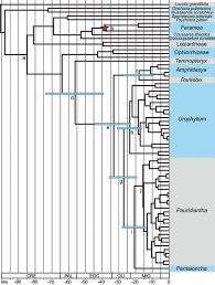 Image result for Pauridiantha dewevrei