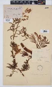 Image result for Hypericophyllum compositarum