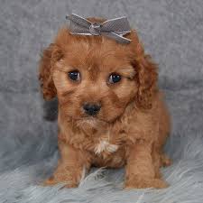 Also, these puppies have attracted a lot of attention recently and made them one of the most popular breeds of. Cavapoo Puppies For Sale In Pa Ridgewood S Cavapoo Puppy Adoptions