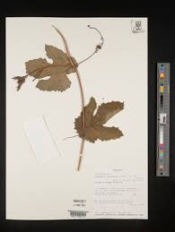 Image result for Lagenaria abyssinica