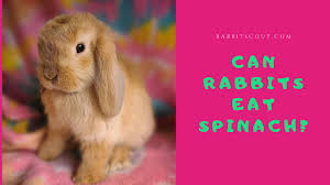 Can Rabbits Eat Spinach Rabbit Scout