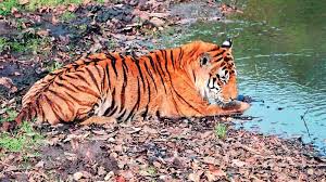 Currently, it is released for android, microsoft windows. Tiger S Death Not Due To Covid Official