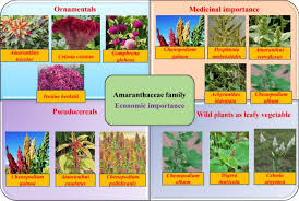 Image result for Amaranthaceae