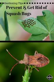 Ants, japanese beetles, roaches, bed bugs, spider mites, silverfish, and ticks will stay away if you have. Keeping Squash Bugs Out Of The Garden Gardening Channel