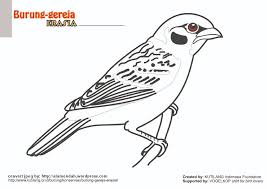 Kumpulan sketsa gambar burung elang hantu merpati merak. Download Mewarnai Gambar Burung Indonesia Alamendah S Blog