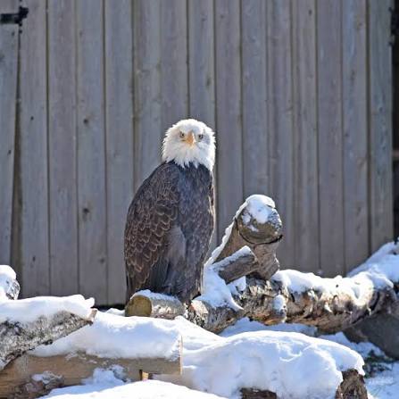 🥳 We have a little party going down in the Forgotten Forest today!!! Our  beloved and majestic Bald Eagle, Aerie, is celebrating turning 31 years old  today! Happy hatchday you king of