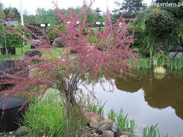 Image result for Grona ramosissima