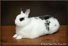 Freeze dried pets are forever. World Fauna Pets Forever Gallery Of Preserved Other Pets