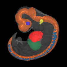 Embryonic Staging: The Carnegie System | Springerlink