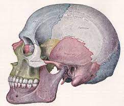 Craniopathic Correction Skull Anatomy Human Skull Anatomy Anatomy For Artists
