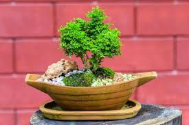 A Five Step Beginner S Guide To Growing Bonsai Trees Lamudi