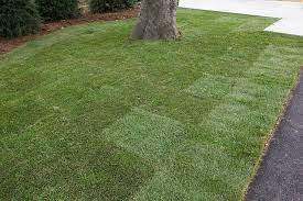 Remove all existing weeds and grass in the area. Laying Sod Over Old Turf A Common Sod Question Greenhorizons News