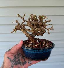 Image result for Premna hans-joachimii