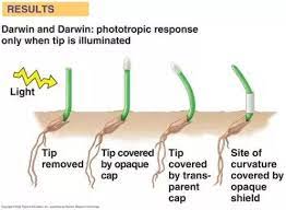 The amount of light each plant needs varies and depends on the time of the year. Do Plants Grow Towards A Light Source Quora