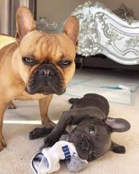 Explore {{searchview.params.phrase}} by color family {{familycolorbuttontext(colorfamily.name)}} 290 Happy French Bulldog Ideas Bulldog French Bulldog Bulldog Puppies