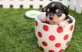 Looking to adopt an animal from spca? Pet Adoption For Free Scam 2021 Scam Detector