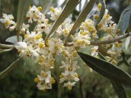 La Maitrise De La Pollinisation Chez L Olivier Societe D Horticulture Et D Histoire Naturelle De L Herault