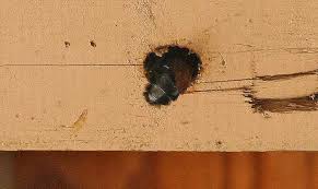 Black with faint brown stripes, kinda hairy. Carpenter Bees Wood Boring Bees Carpenter Bee Damage Desertusa