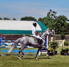 Unlock the full potential of your people and organization. Galloped Horse With A Rider Free Image Download