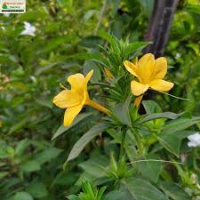 Image result for Barleria