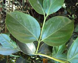 Image result for Psydrax