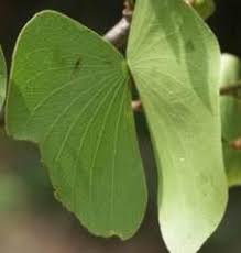 Image result for Colophospermum