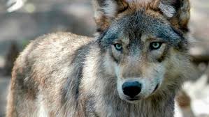 Wolves, like the ones in the twilight series, do not appear in this low budget film. Ag Nessel In Legal Fight To Keep Gray Wolves On Endangered List Wpbn