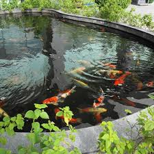 They can start at about 15 by 20 feet wide, have a stream, and hold around 2,500 gallons of water. How Deep Should A Koi Pond Be Perfect Koi Depth Pond Informer