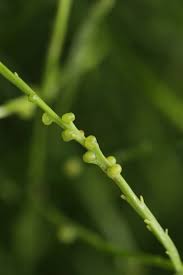 Image result for Psilotrichum