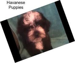 The havanese is the only dog breed that is native to cuba. Kx9gs5ry1jcm