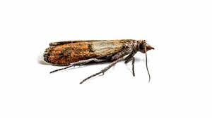Special thanks to stanley wang for his professionalism and patience in assisting us with the layout. How To Get Rid Of Pantry Moths Keep Them Away Housewife How Tos